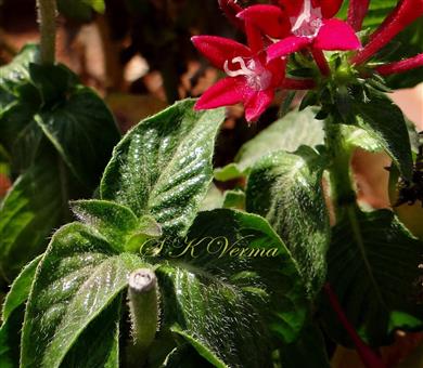  Flowering shoot